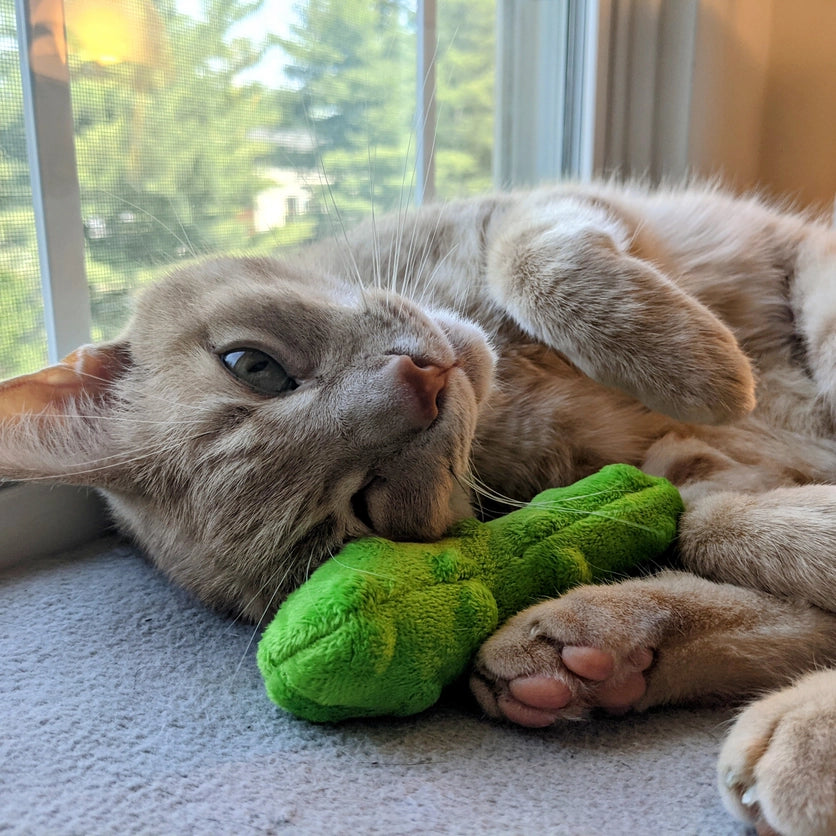 Pickle Cat Toy