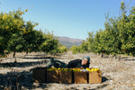 Yuzu Fruit-Infused Vinegar ACV