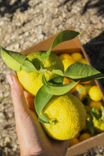 Yuzu Fruit-Infused Vinegar ACV