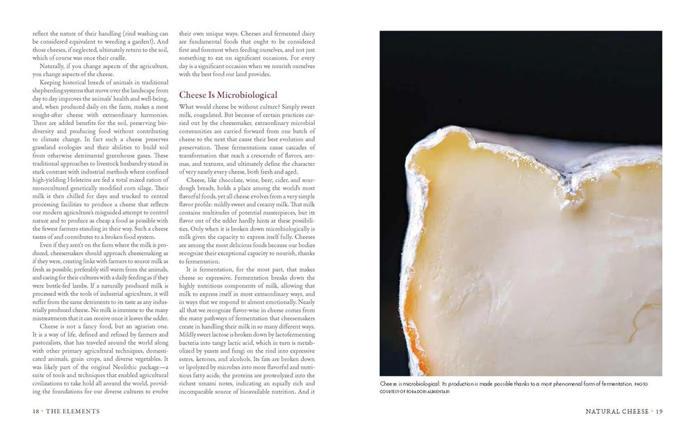 Milk Into Cheese Book