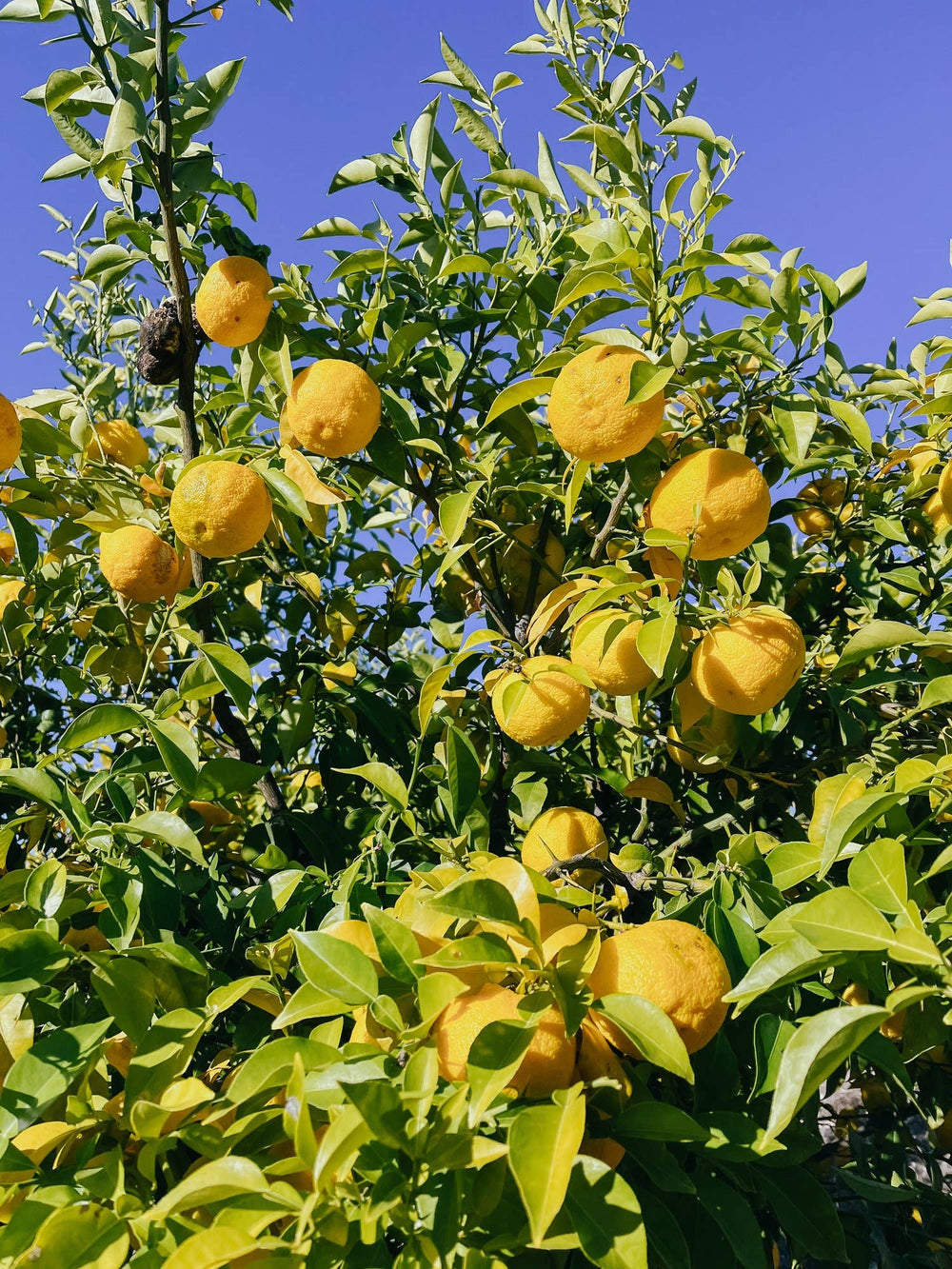 Yuzu Fruit-Infused Vinegar ACV
