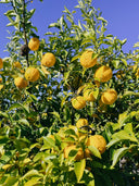 Yuzu Fruit-Infused Vinegar ACV