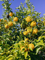 Yuzu Fruit-Infused Vinegar ACV