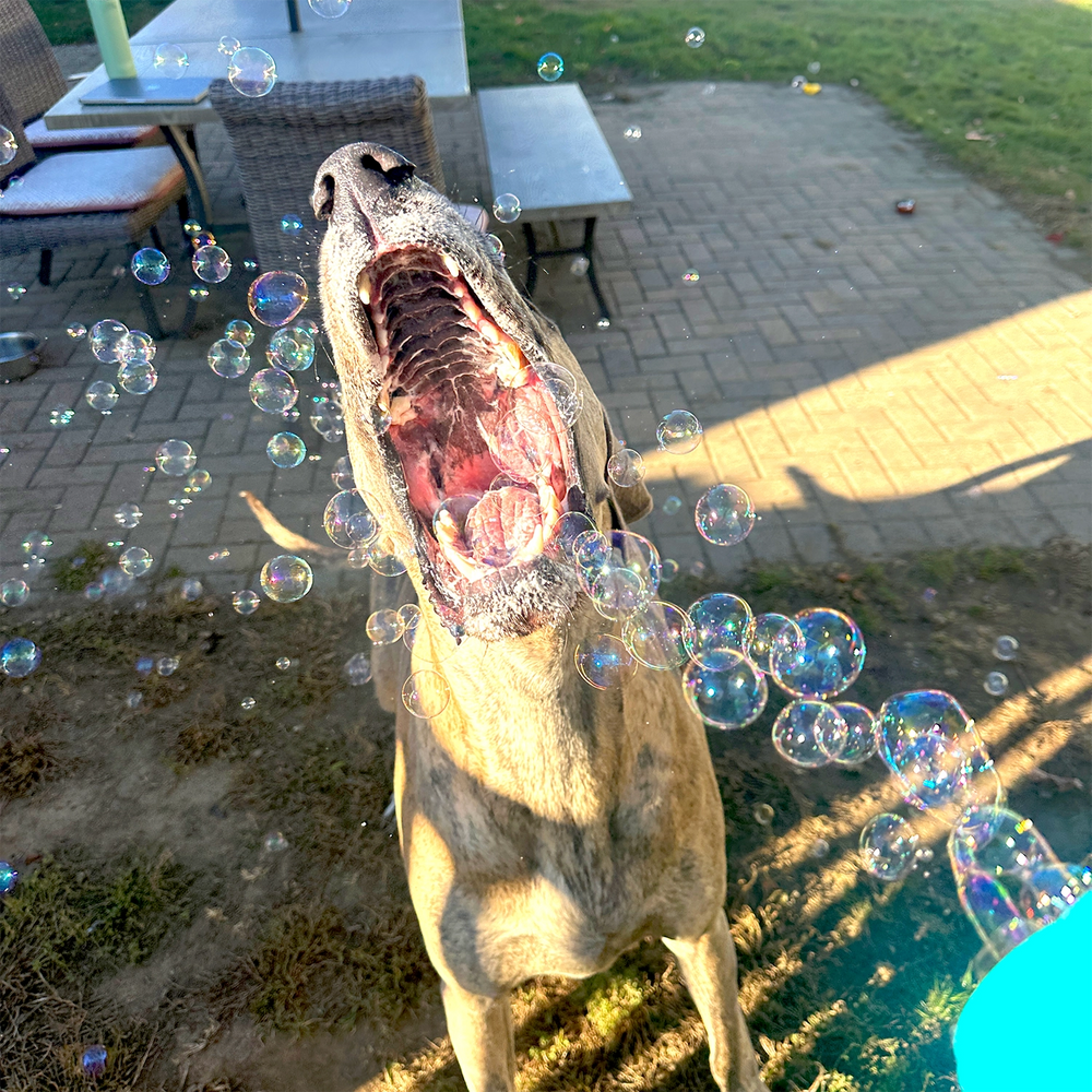 Puppy Love® - Bacon Scented Bubbles