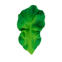 Kendall the Kale