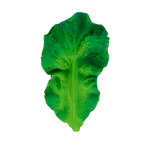 Kendall the Kale