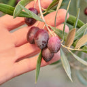 Sizzle Olive Oil