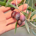 Sizzle Olive Oil