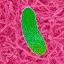 Glittery Pickle Sticker