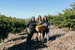 Yuzu Fruit-Infused Vinegar ACV